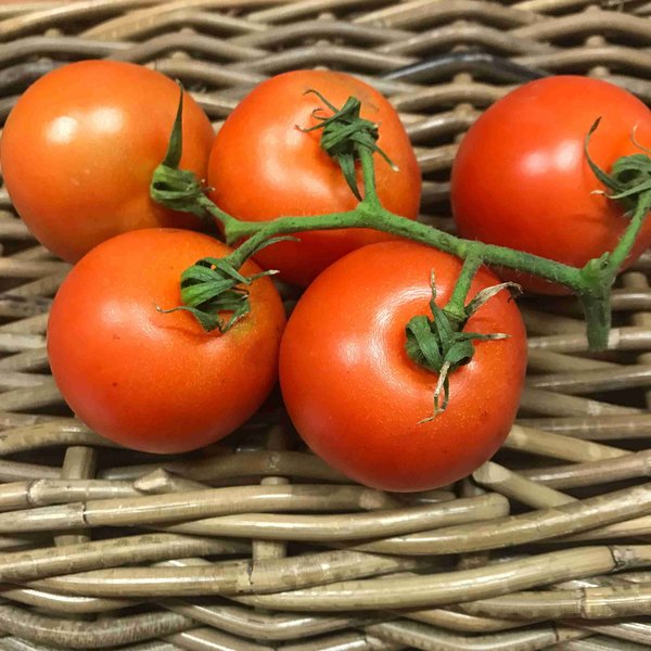 Tomaten Strauch, 250g, Bio
